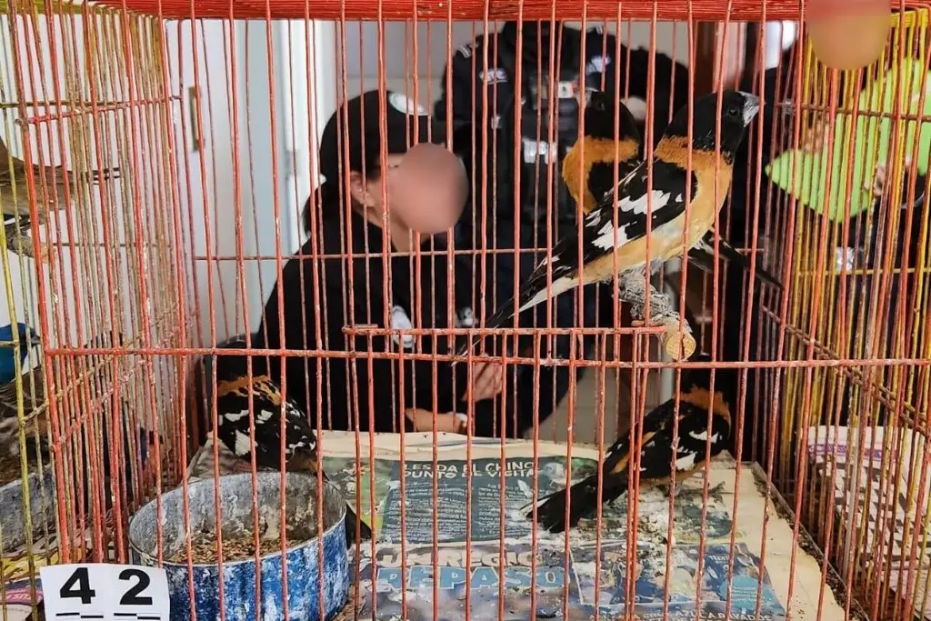 Aseguran 173 aves silvestres en peligro de extinción en Celaya, Guanajuato