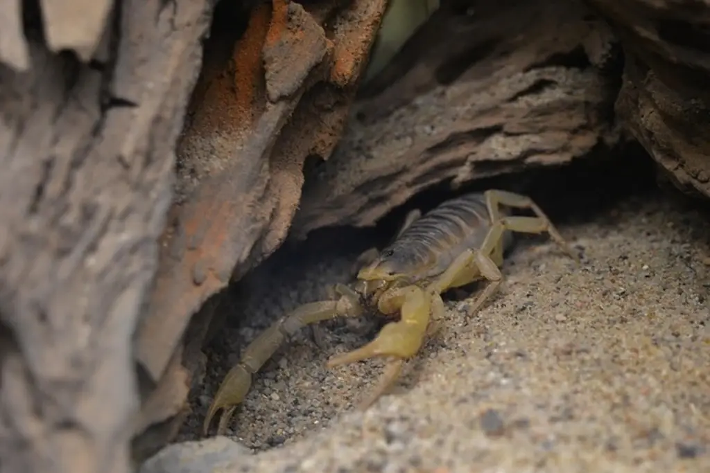 Descubren una nueva especie de escorpión en Honduras; sería de origen mexicano