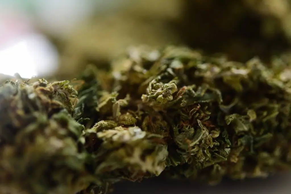 Aseguran en empresa de paquetería 4.634 kilos de mar1huana y 32 vapeadores en Veracruz