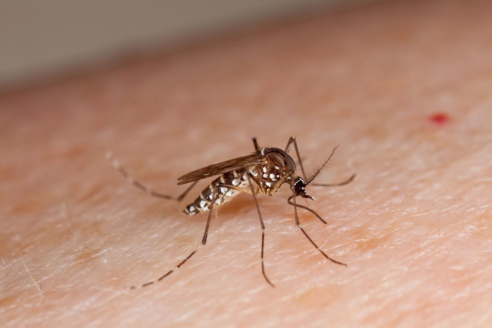 Veracruz con 300 casos de dengue, ninguna defunción: SS