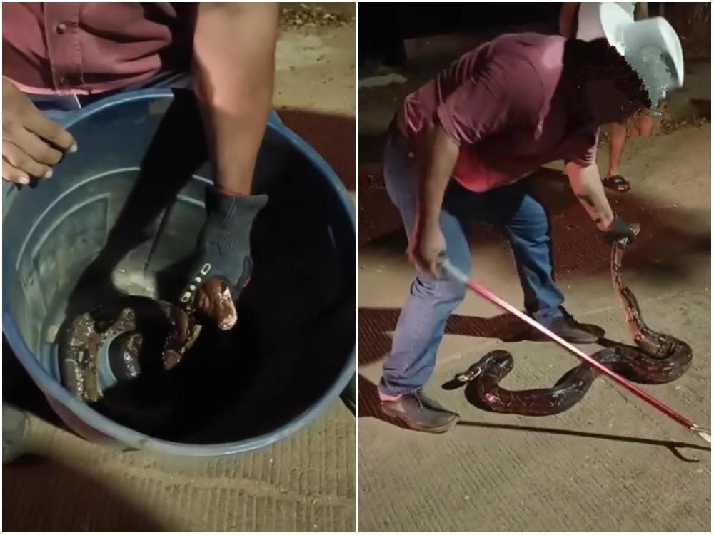 Capturan boa constrictora en Cosoleacaque; no es venenosa, se alimenta de roedores