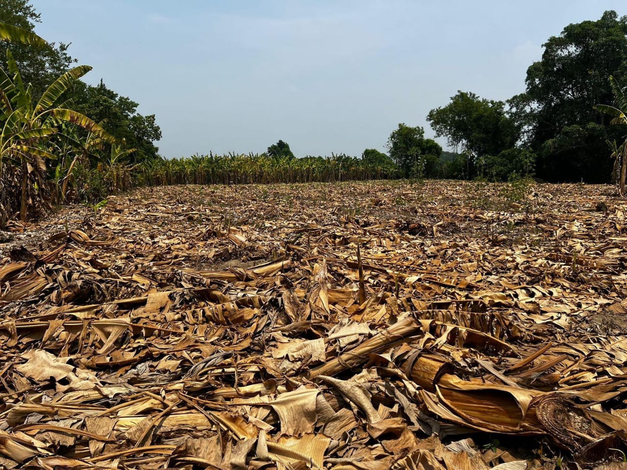 Conagua reporta 55 municipios en Veracruz anormalmente secos