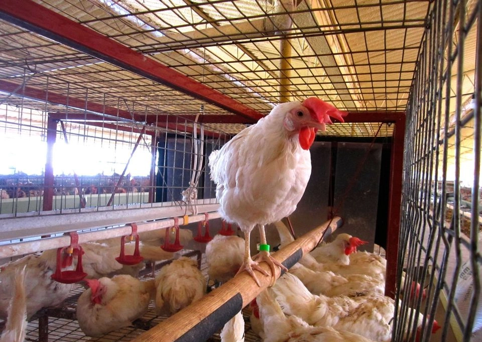 Confirma Sader caso de influenza aviar AH7N3 en granja de Nuevo León