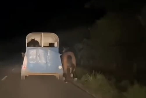 Investigan en Coatza caso de maltrato animal contra un caballo