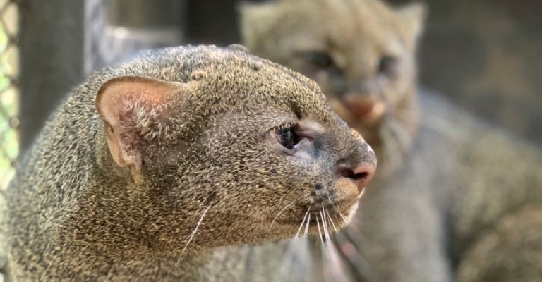 Profepa investiga asesinato de felino jaguarundi en comunidad de Chiapas