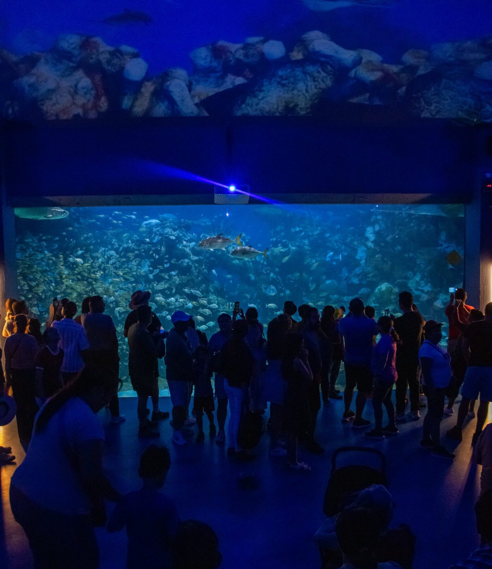 Récord de visitantes en Aquarium del Puerto de Veracruz durante Semana Santa