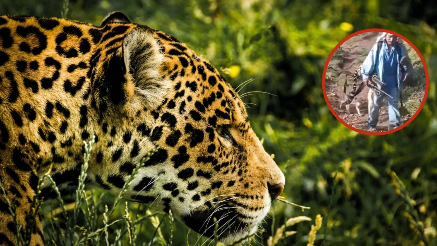 Sujeto pasea el cadáver de un jaguar en plena sierra Mixe, Oaxaca