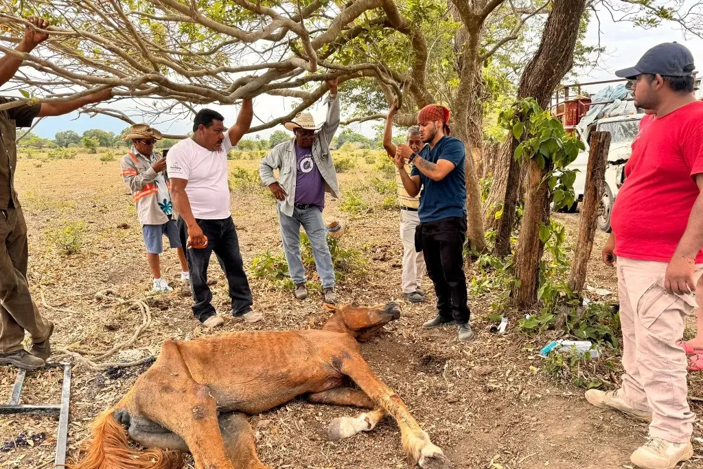 Lo rescatan después de ser abandonado al sol, pero no sobrevivió