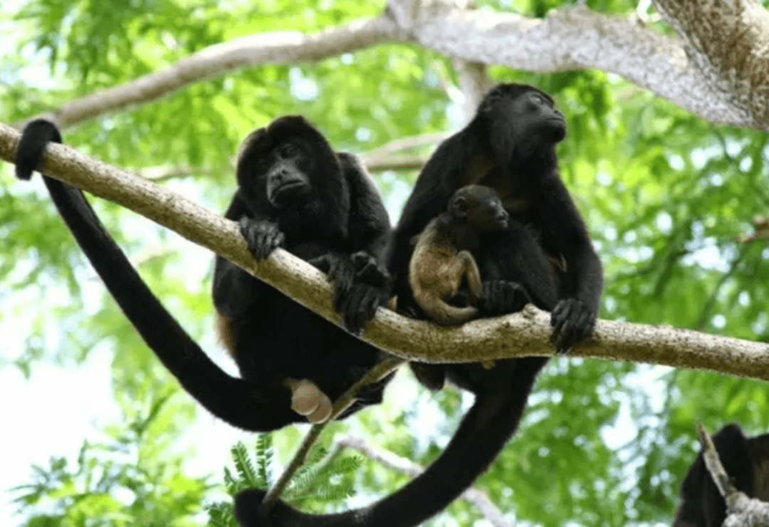 Por ola de calor, monitorean a monos aulladores en el sur de Veracruz