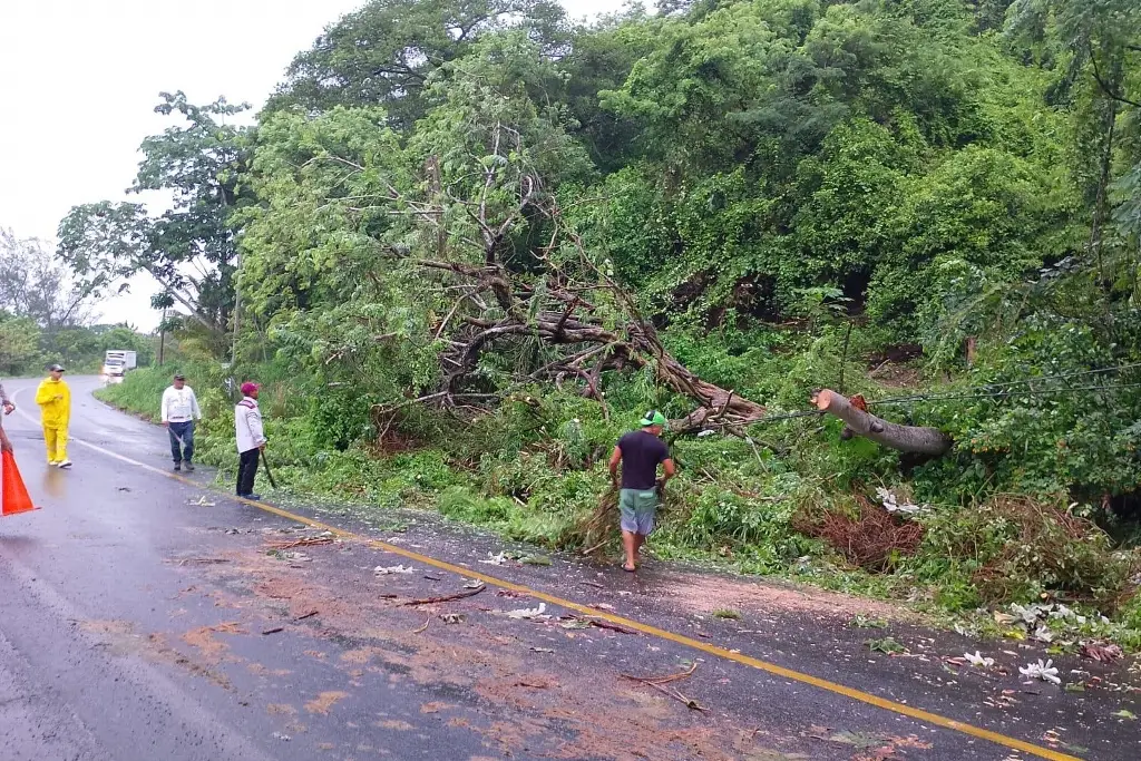 Apagones y árbol caído en Alvarado por la fuerte lluvia