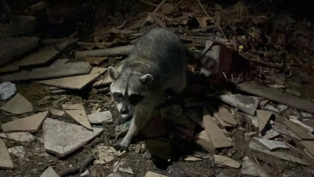 Crece la población de mapaches en Veracruz; piden no alimentarlos