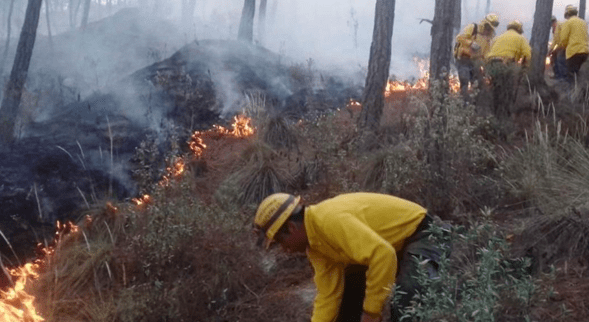 En Veracruz se han registrado menos incendios forestales en comparación a 2024