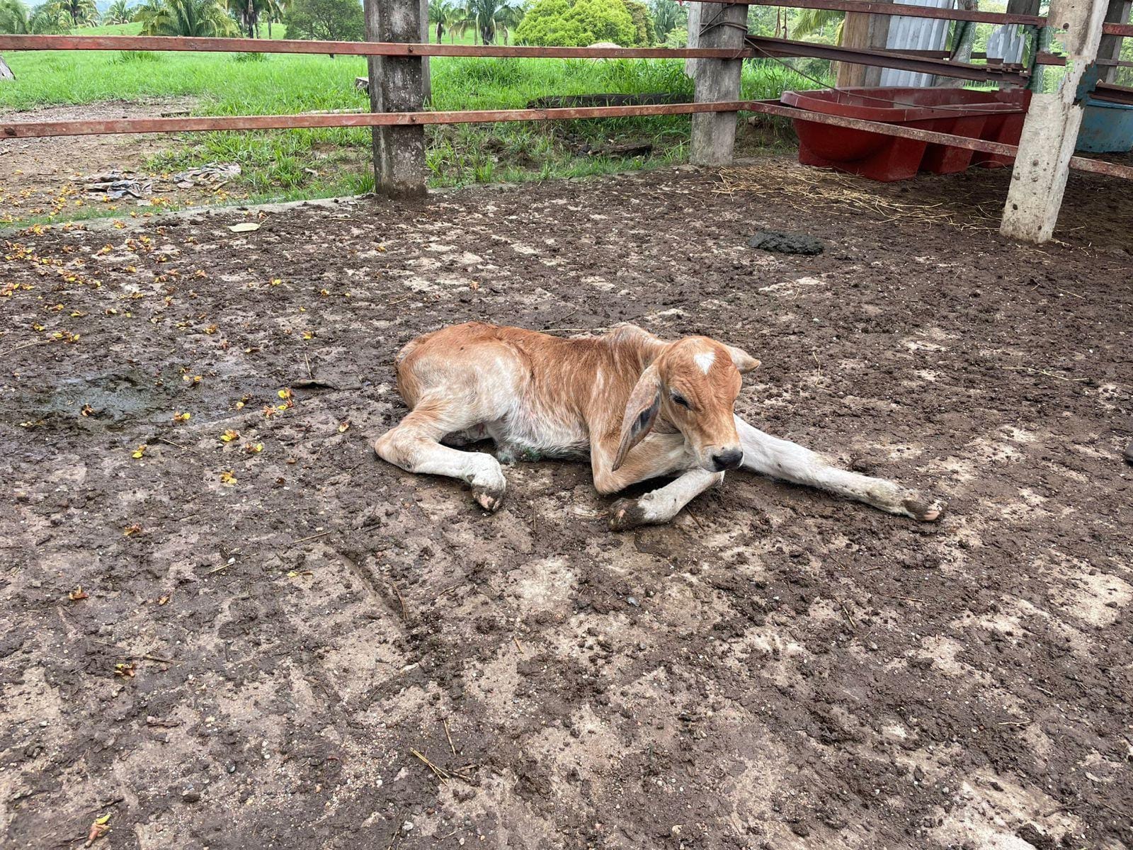 Gusano barrenador reaparece en Minatitlán