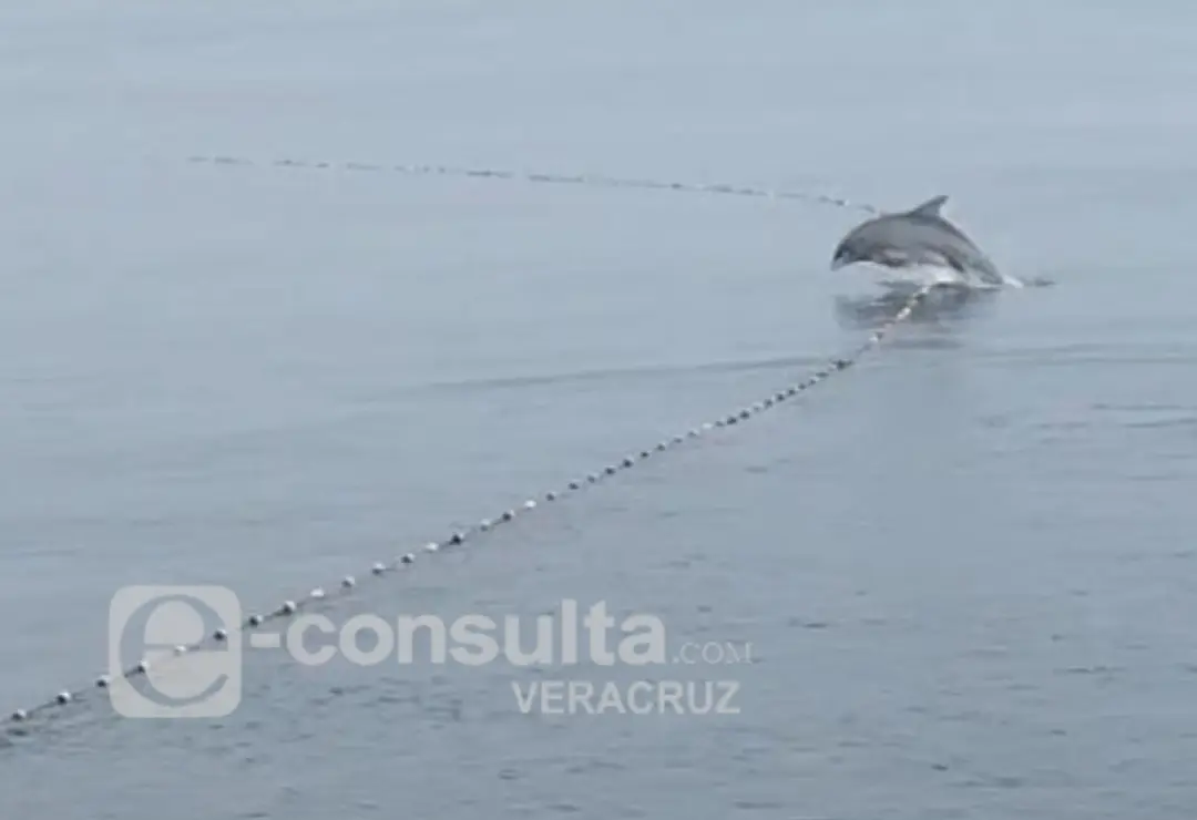 Redes de pesca atrapan a delfines en Coatzacoalcos, denuncian