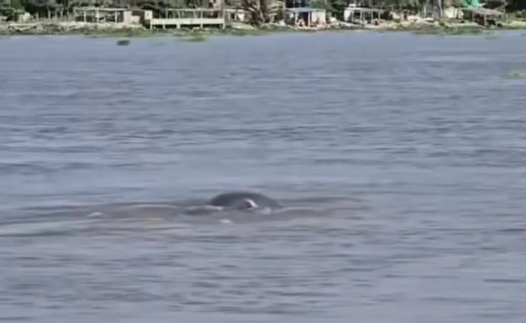 Captan a manatíes jugando en Alvarado
