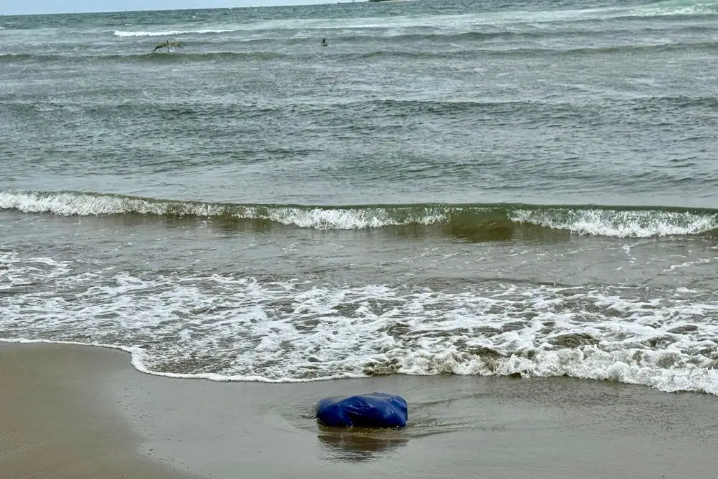 Encuentran animales muertos en playa de Boca del Río