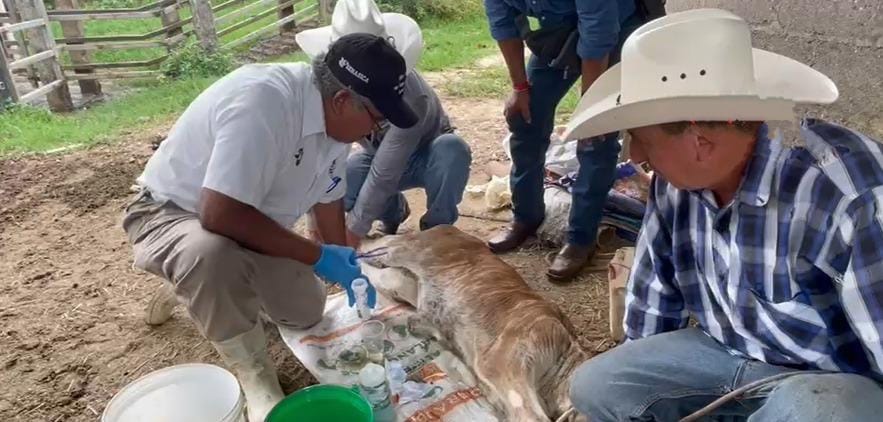 Anuncian campaña de vacunación contra gusano barrenador y brucelosis