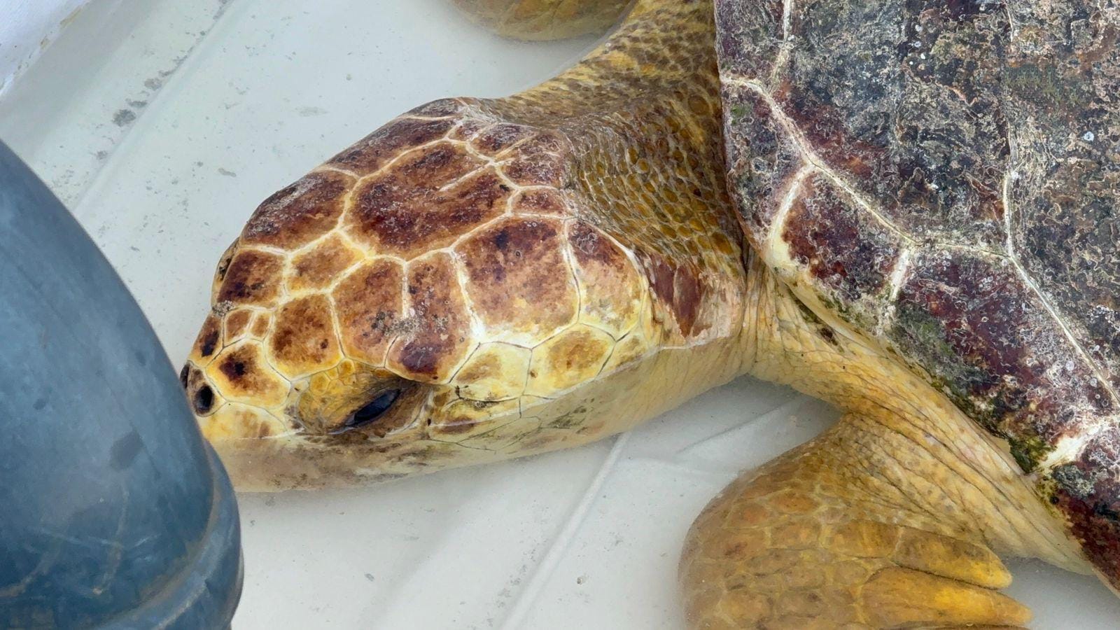 Muere tortuga marina rescatada en playa de Coatzacoalcos; iba a ser operada
