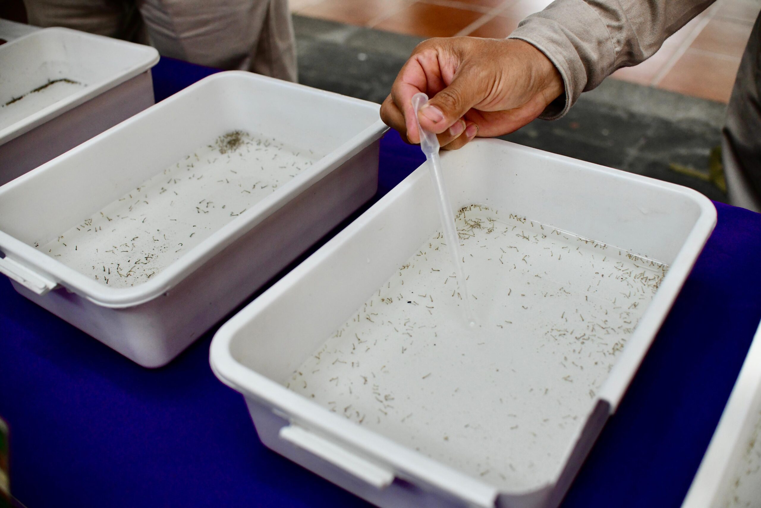 SS confirma 700 casos de dengue en Veracruz
