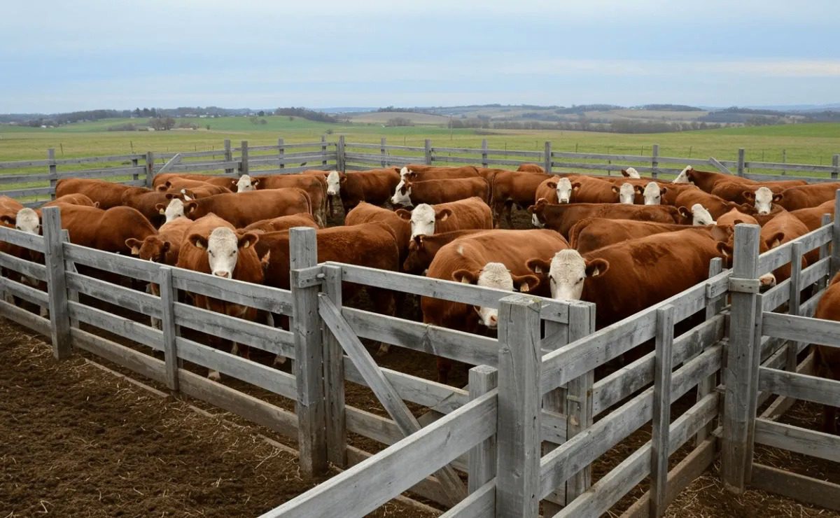 Veracruz destina más de 189 millones para sanidad e inocuidad agroalimentaria en 2025