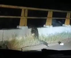 Avistan cocodrilo en puente de Corral Nuevo, Acayucan