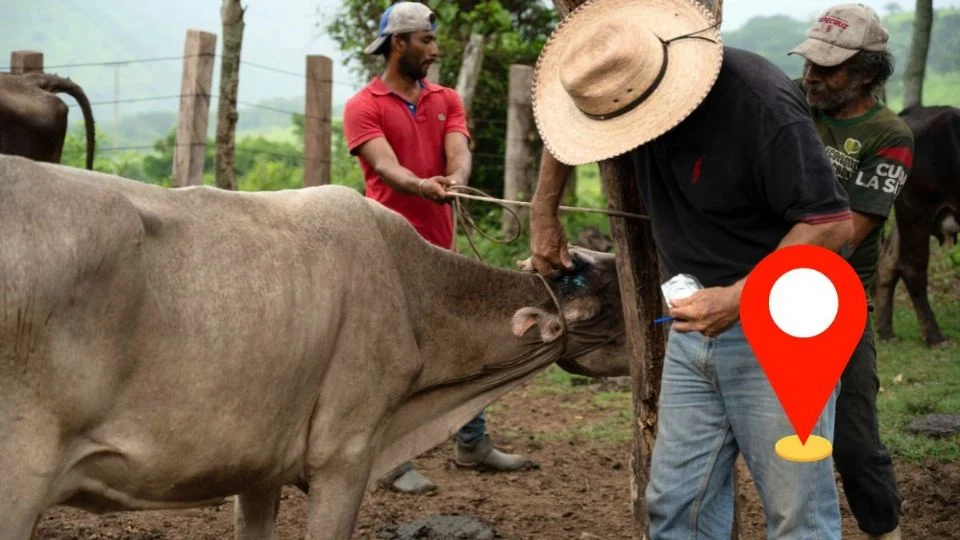 Estos son los 14 municipios de Veracruz con casos de gusano barrenador de ganado