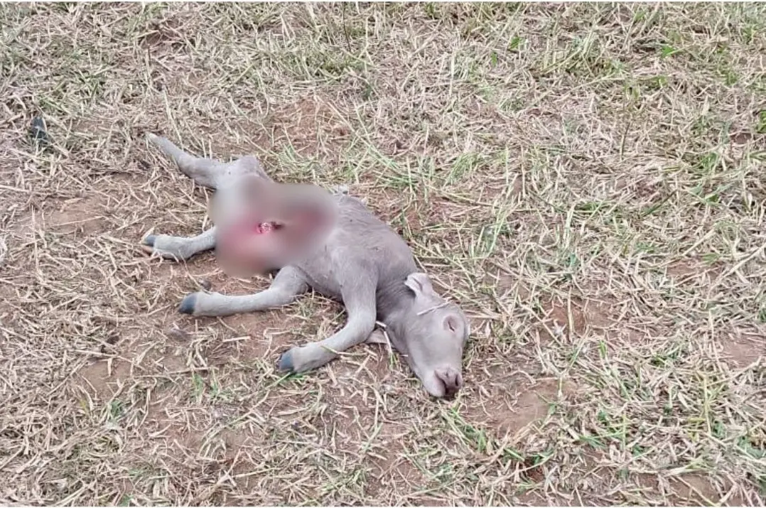 Felino mata a cría de búfalo en Coatza; el miedo continúa