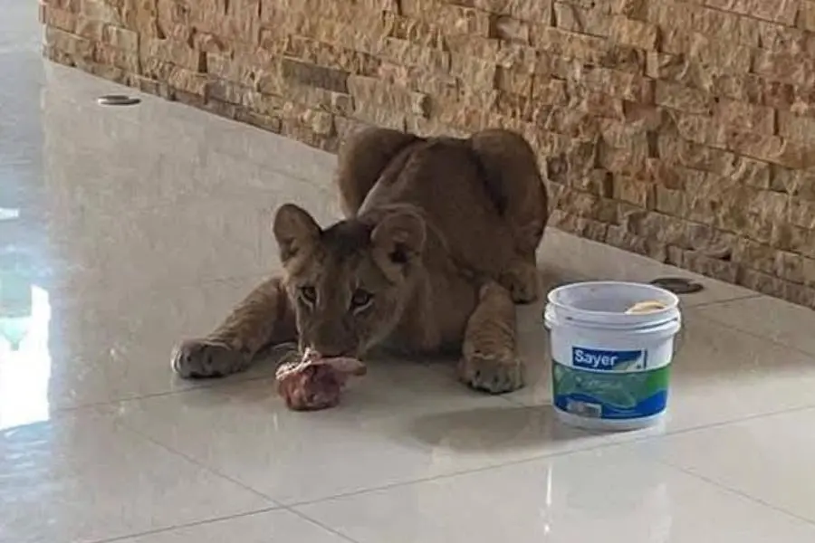 “Por miedo” Profepa permitiría venta de leones en la Riviera Veracruzana