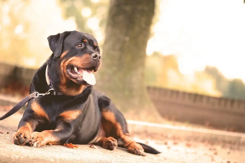 Rottweiler mata a mordidas a niño de 9 años en Francia