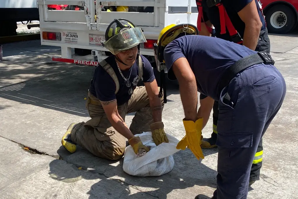Capturan serpiente de 2 metros en Veracruz; se estaba comiendo un gato
