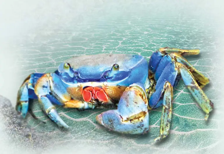 Sobreexplotación desdibuja al cangrejo azul en Alvarado; alertan de su posible extinción