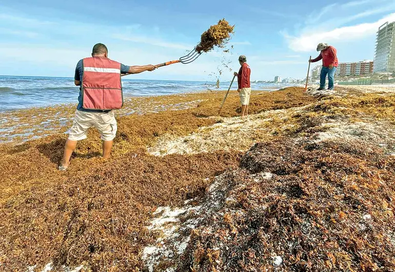 Sargazo domina el caribe mexicano; turismo, de los más afectados