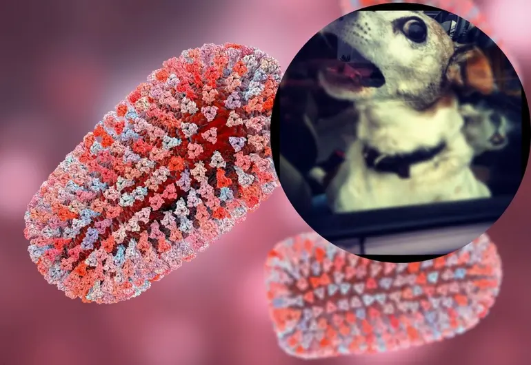 Zacatecas registra su primer caso de rabia en más de una década