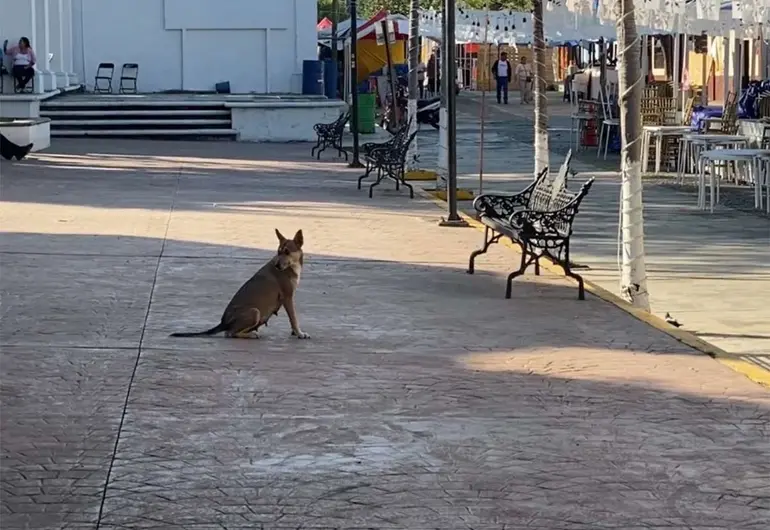 Muere persona con rabia en Colima; es el segundo caso en México