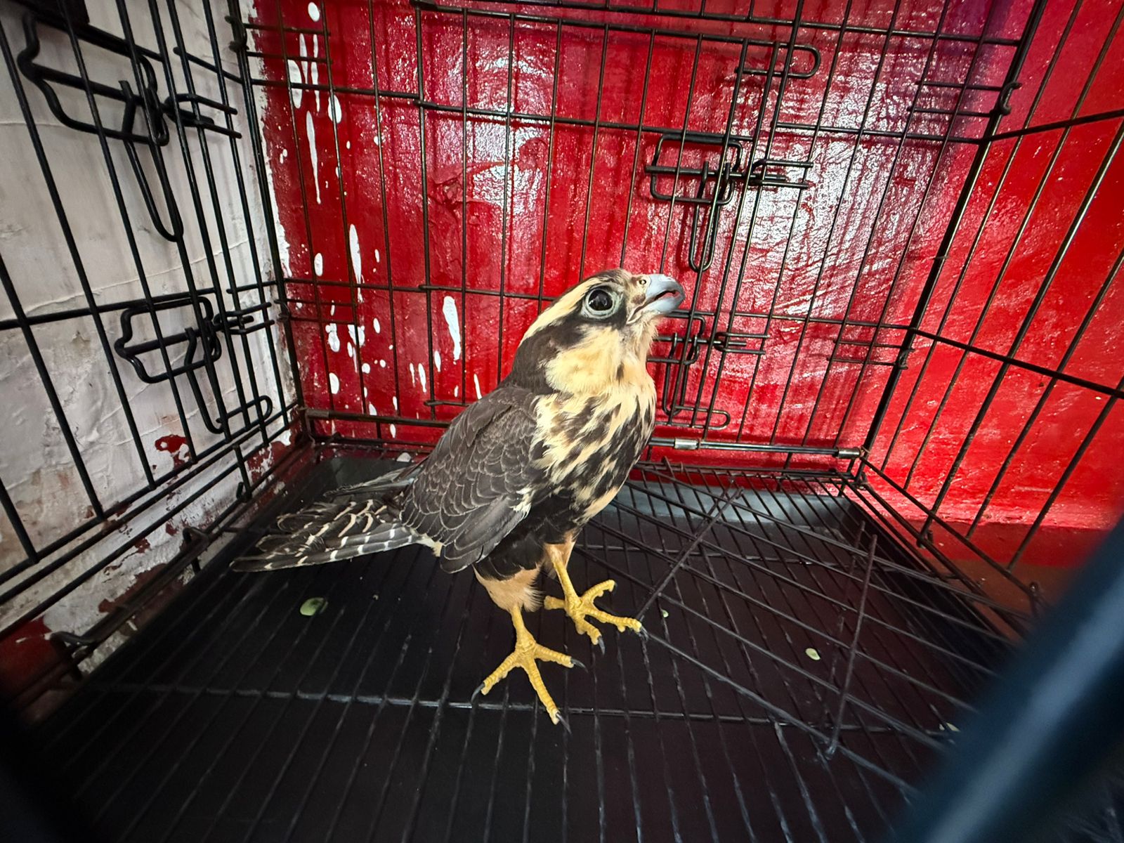 Bomberos de Veracruz capturan un águila y una serpiente