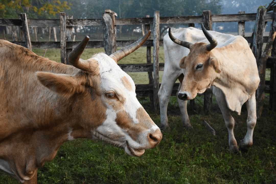 Sader pide a ganaderos reportar casos de gusano barrenador