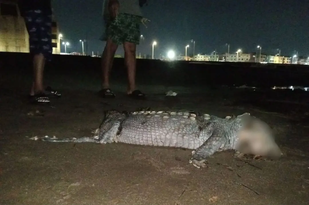 Hallan cadáver mutilado de cocodrilo en playa de Coatza