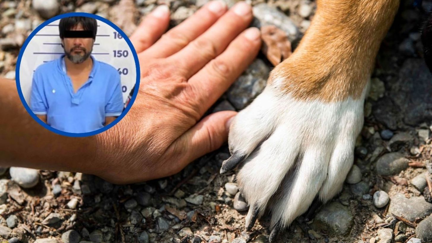 Perrita defendió a su dueña de violencia familiar y terminó asesinada en Puebla; vinculan a proceso al culpable