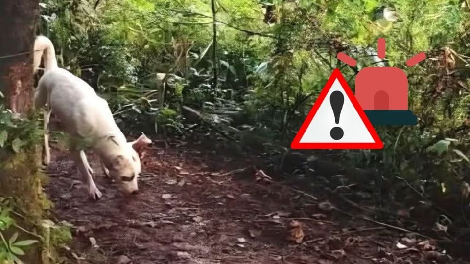 Perro encuentra restos de bebé recién nacido en Mixtla de Altamirano