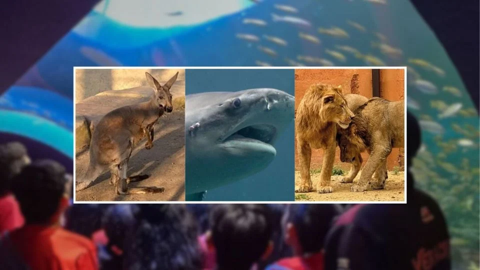 Las especies que han muerto en cautiverio en el zoológico de Orizaba y el Aquarium de Veracruz