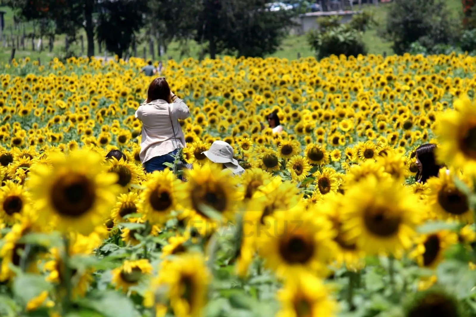 Teapan, el rincón veracruzano donde los girasoles hacen turismo