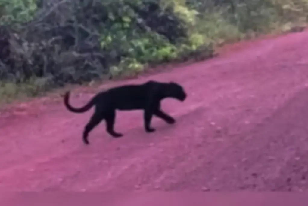 Jaguar negro sería el causante de ataques a ganado en Coatza