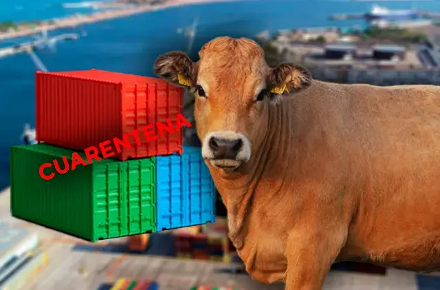 Cuarentena para más de 4 mil reses en Sinaloa por gusano barrenador