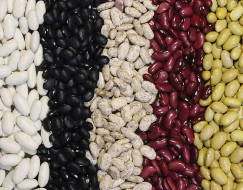 Cultivan nueva variedad de frijol en Veracruz