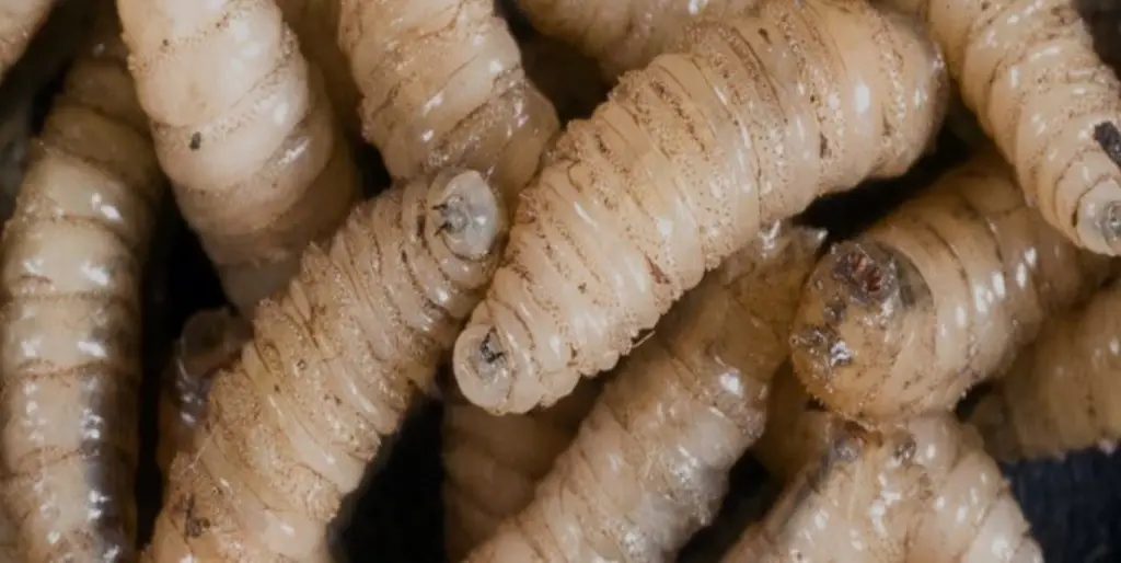 Veracruz acumula 498 casos de gusano barrenador en 30 municipios: Sedarpa