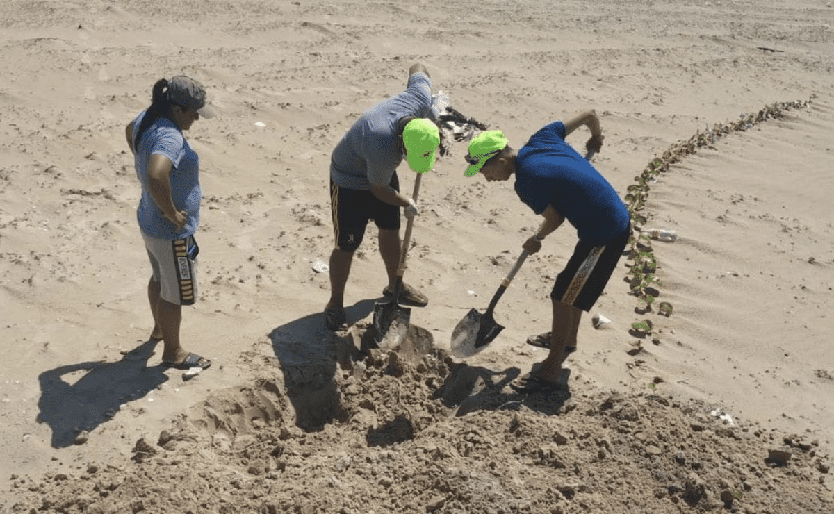 Detectan gripe aviar en playa de Matamoros; sepultan 400 aves