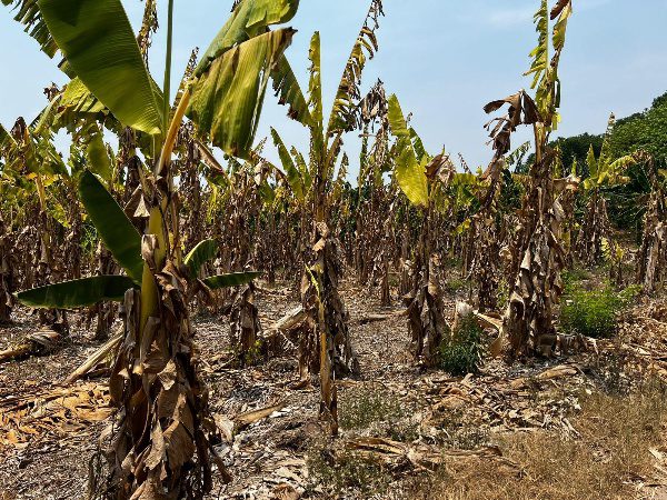 Disminuye el número de municipios veracruzanos con sequia severa