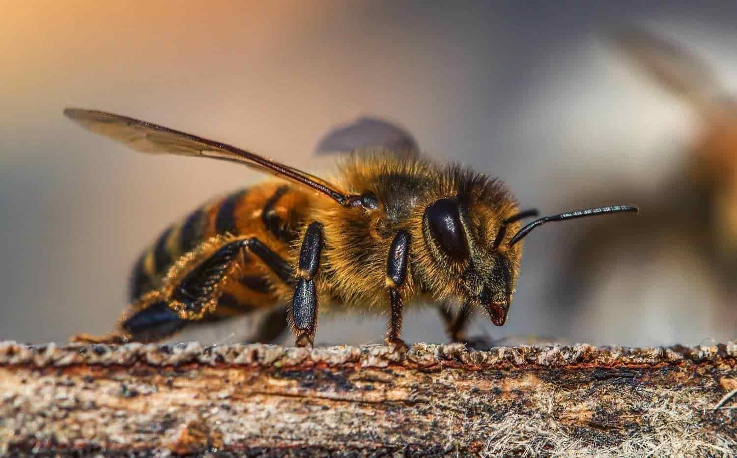 Abejas nativas de Veracruz en riesgo por uso de agroquímicos