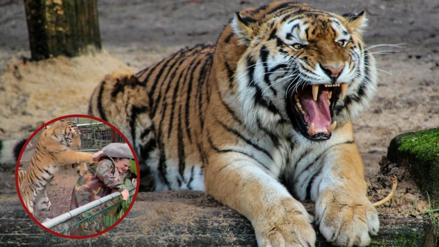 Tigre ataca a una mujer por acercarse a su jaula en Mazamitla, Jalisco