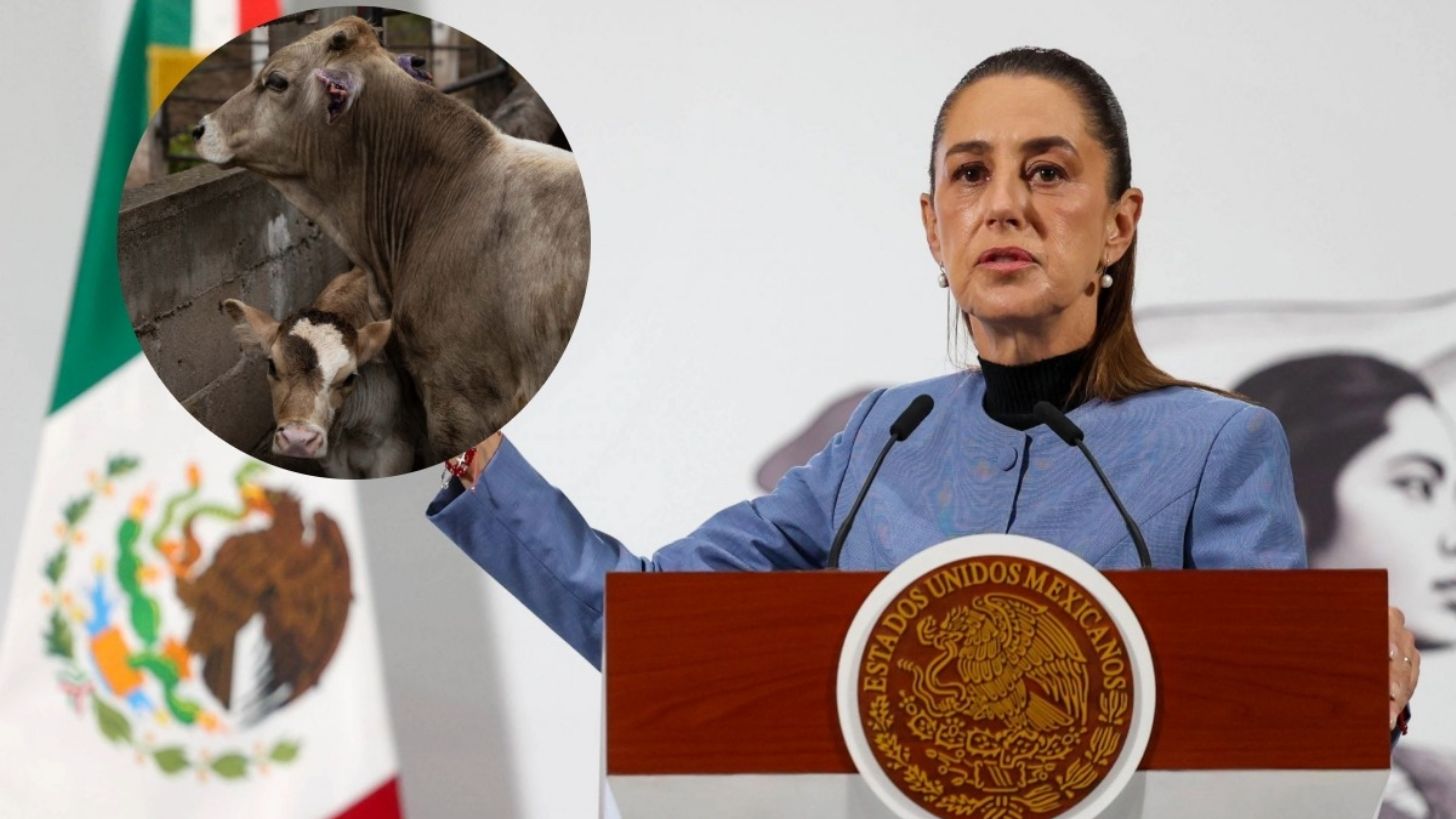Pide Sheinbaum que no sea discrecional decisión de abrir o no la frontera al ganado mexicano